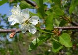 Cerasus vulgaris. Часть ветви с цветками. Ростовская обл., окр. г. Азов. 05.05.2017.