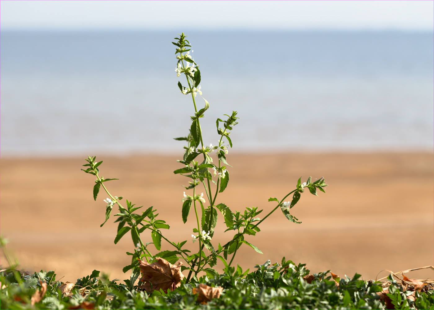 Изображение особи род Stachys.