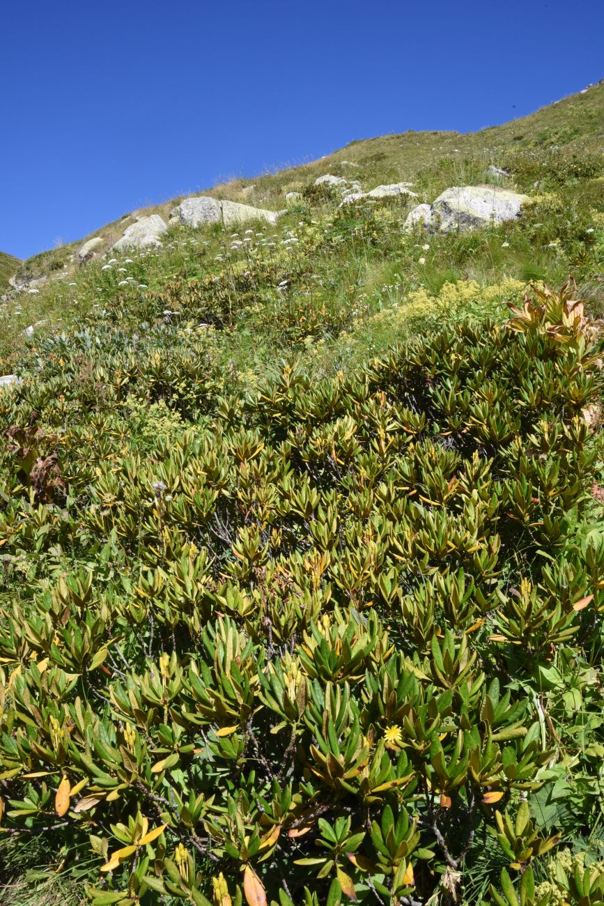 Image of Rhododendron caucasicum specimen.