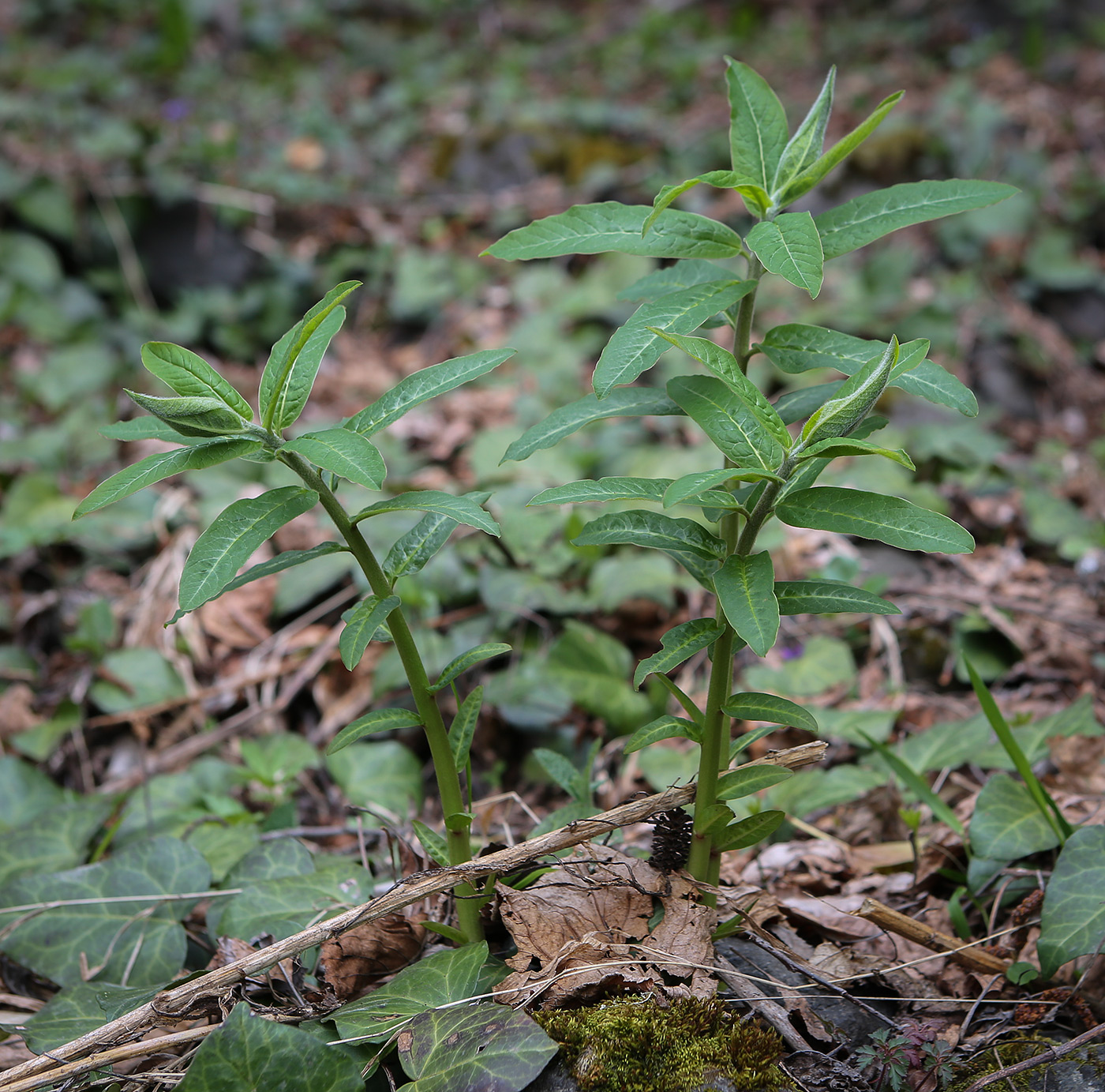 Image of Euphorbia oblongifolia specimen.