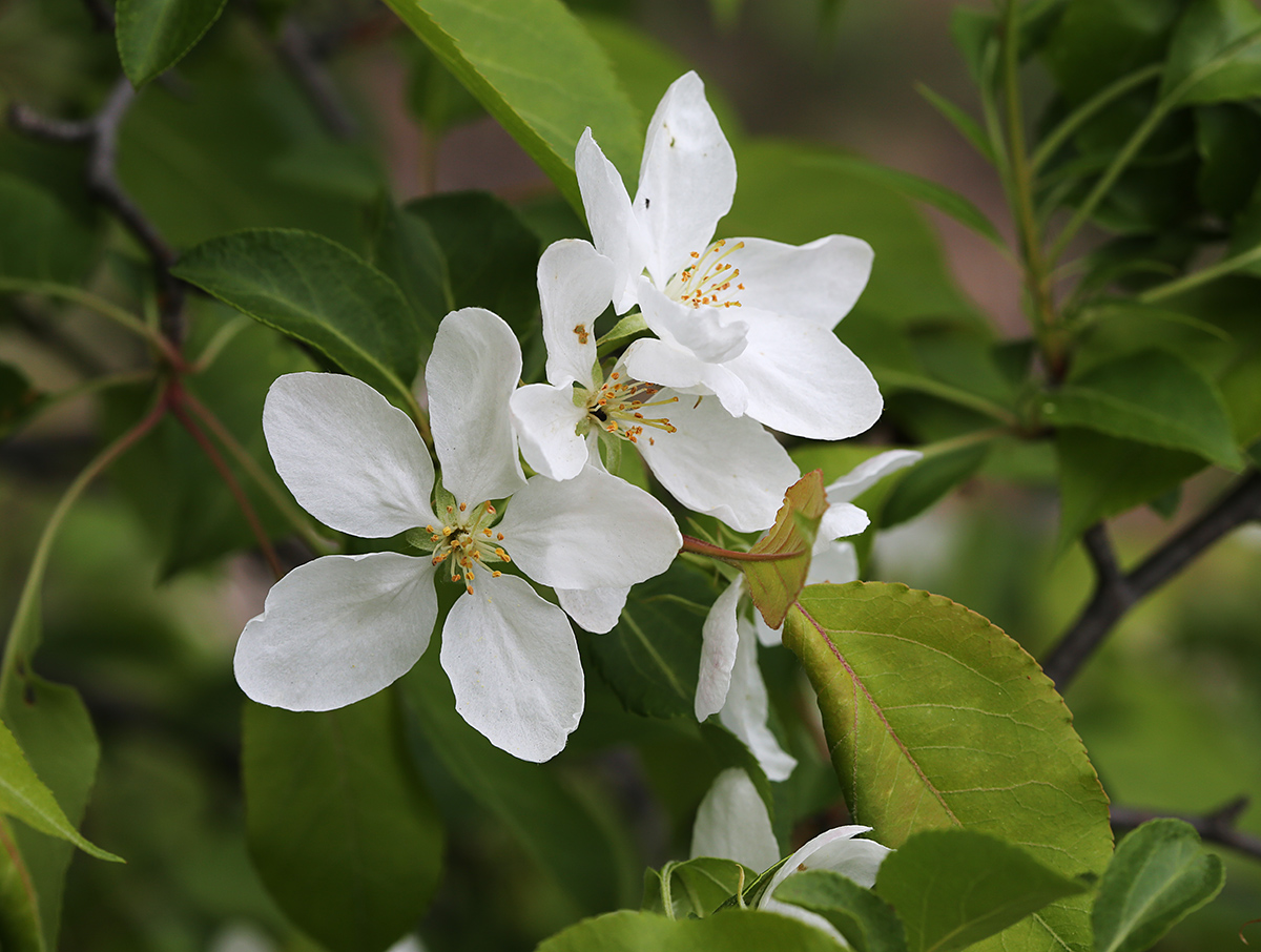 Изображение особи Malus mandshurica.