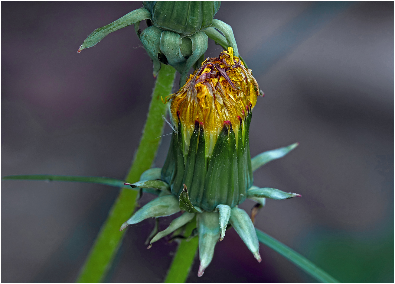 Image of Taraxacum officinale specimen.