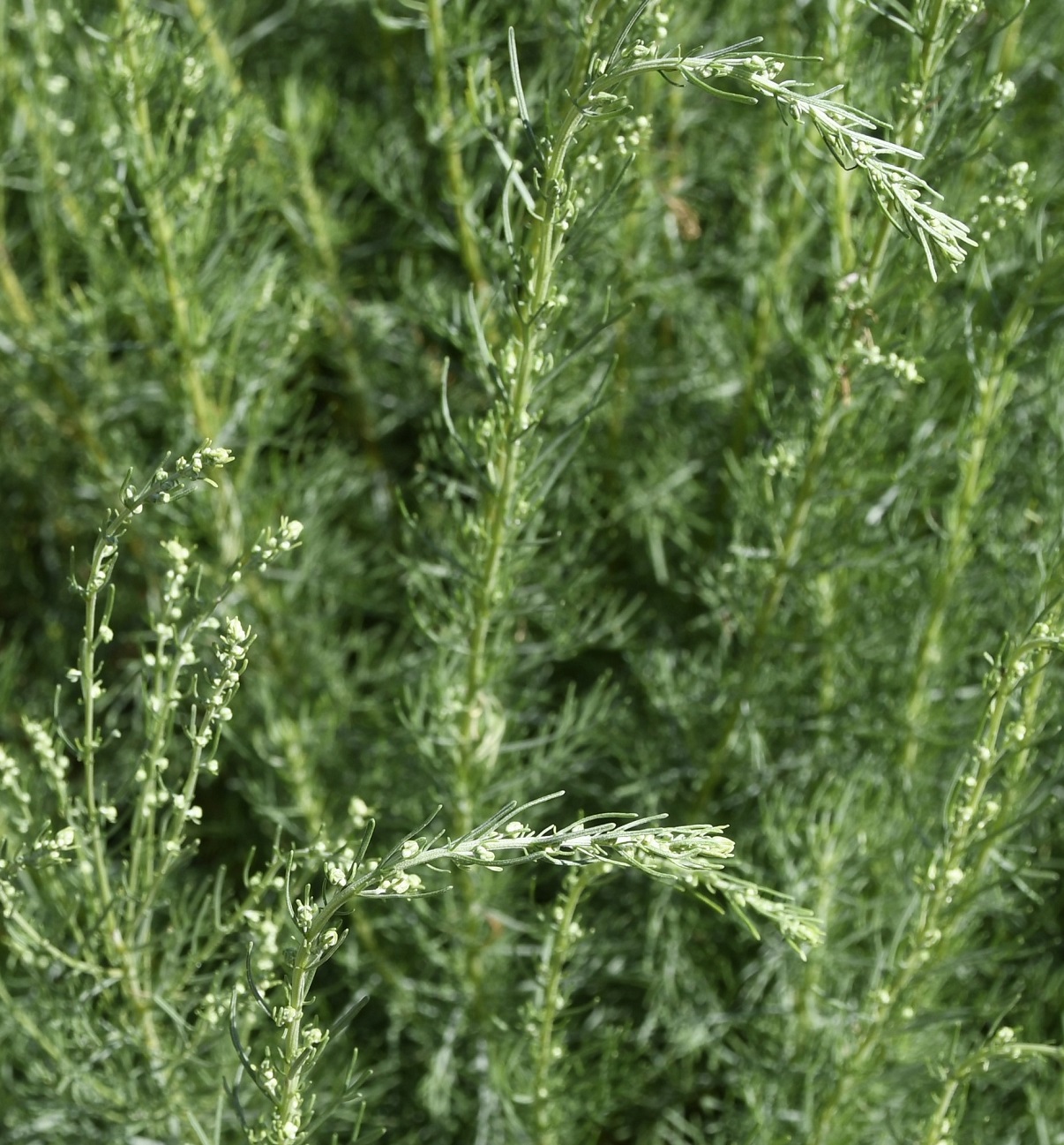 Image of genus Artemisia specimen.