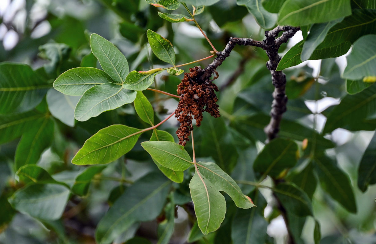 Image of Pistacia vera specimen.