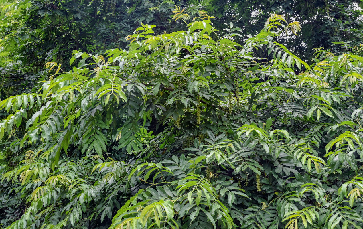 Изображение особи Pterocarya stenoptera.