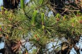 Pinus tabuliformis. Часть ветви с микростробилами и незрелой шишкой. Китай, провинция Хунань, национальный парк \"Чжанцзяцзе\", опушка смешанного леса, на краю скалистого обрыва. 06.06.2024.