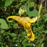 Impatiens noli-tangere