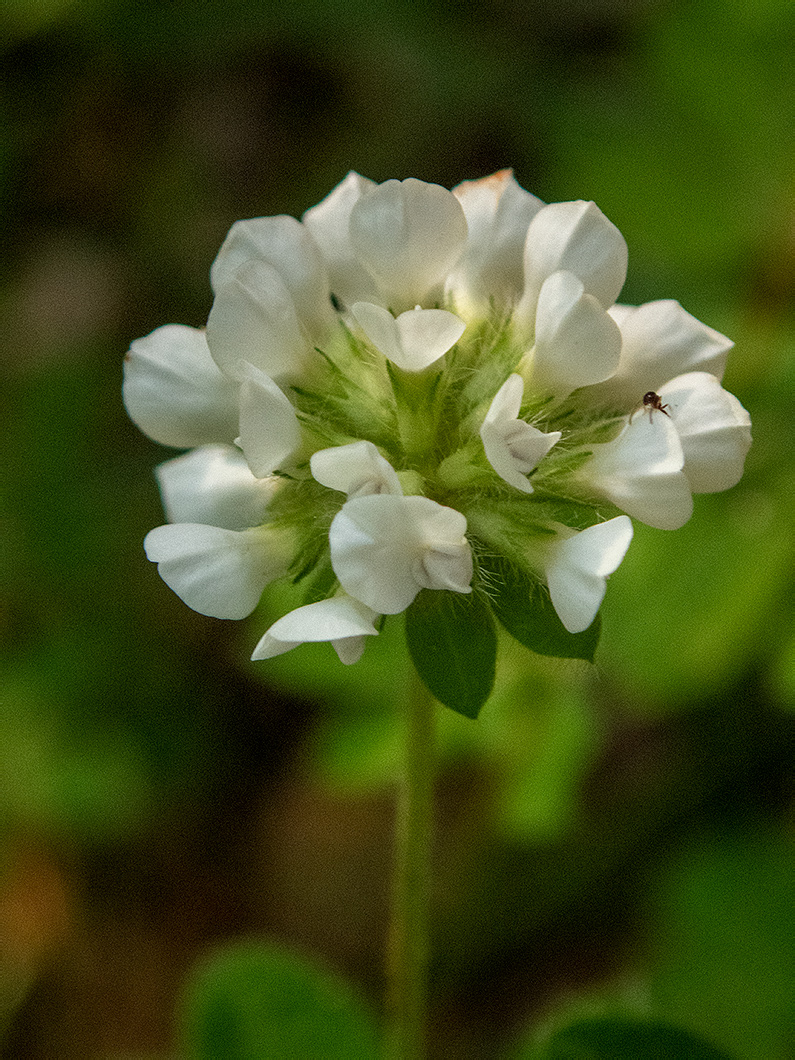 Image of Dorycnium graecum specimen.