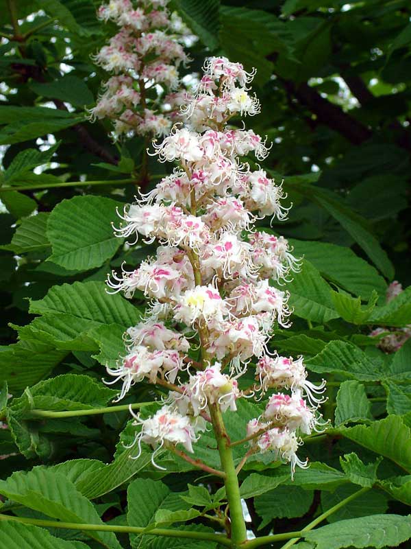 Image of Aesculus hippocastanum specimen.