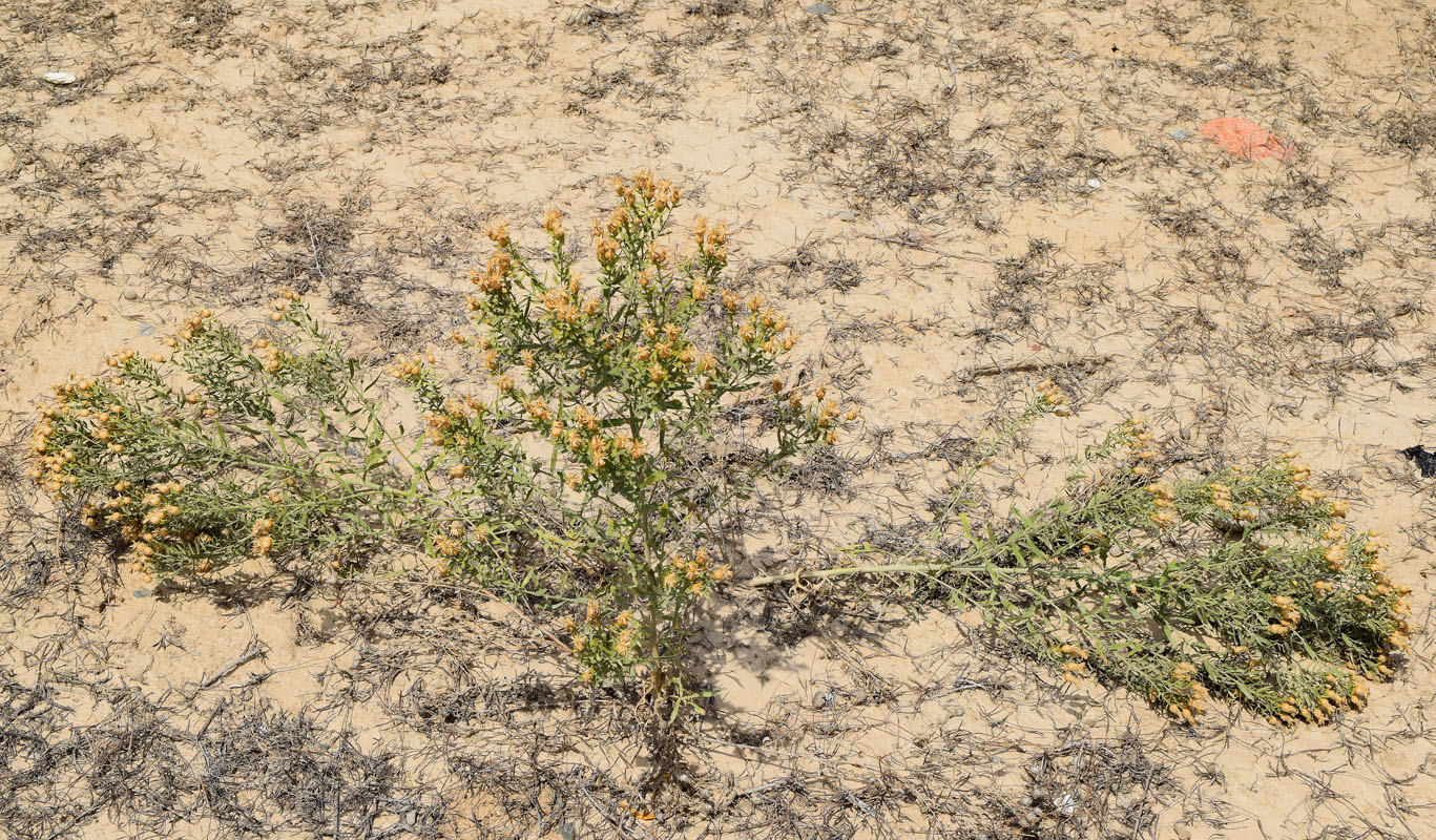 Image of Acroptilon repens specimen.