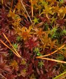 Sphagnum divinum