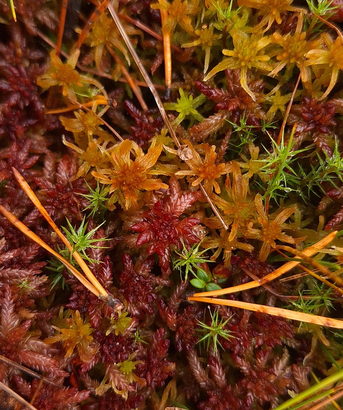 Image of Sphagnum divinum specimen.