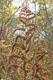 genus Athyrium. Верхушка засыхающей вайи с сорусами. Хабаровский край, окр. г. Комсомольск-на-Амуре, дол. руч. Тёплый ключ. 18.09.2024.