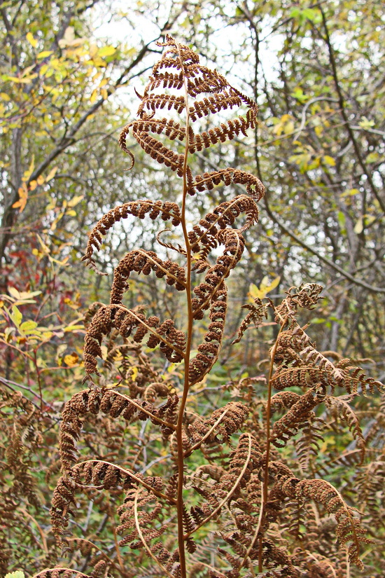 Изображение особи род Athyrium.