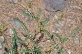 Astragalus falcatus