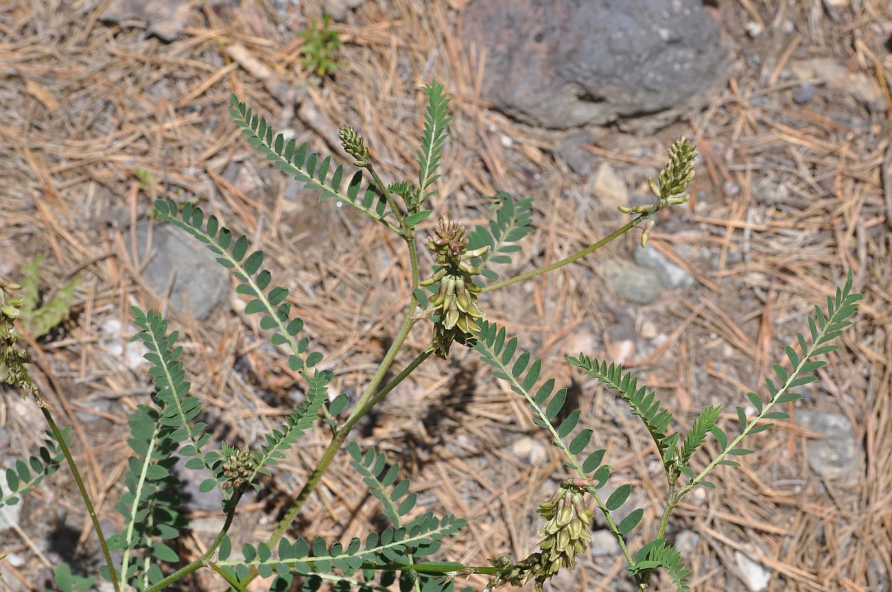 Image of Astragalus falcatus specimen.