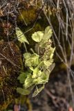 Scutellaria dependens