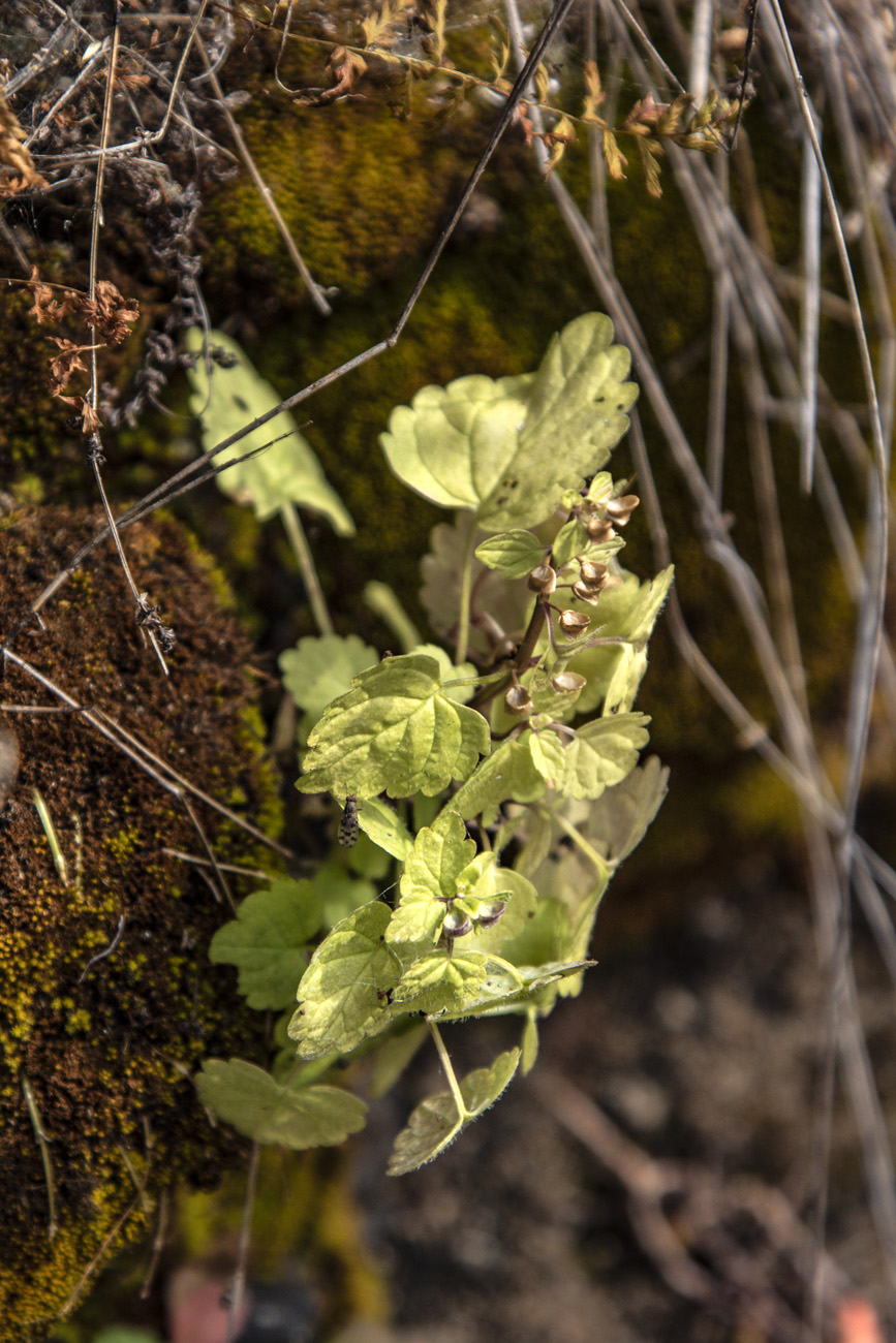 Image of Scutellaria dependens specimen.