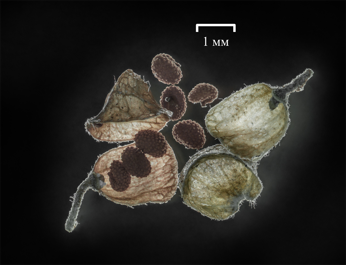 Image of Scutellaria dependens specimen.