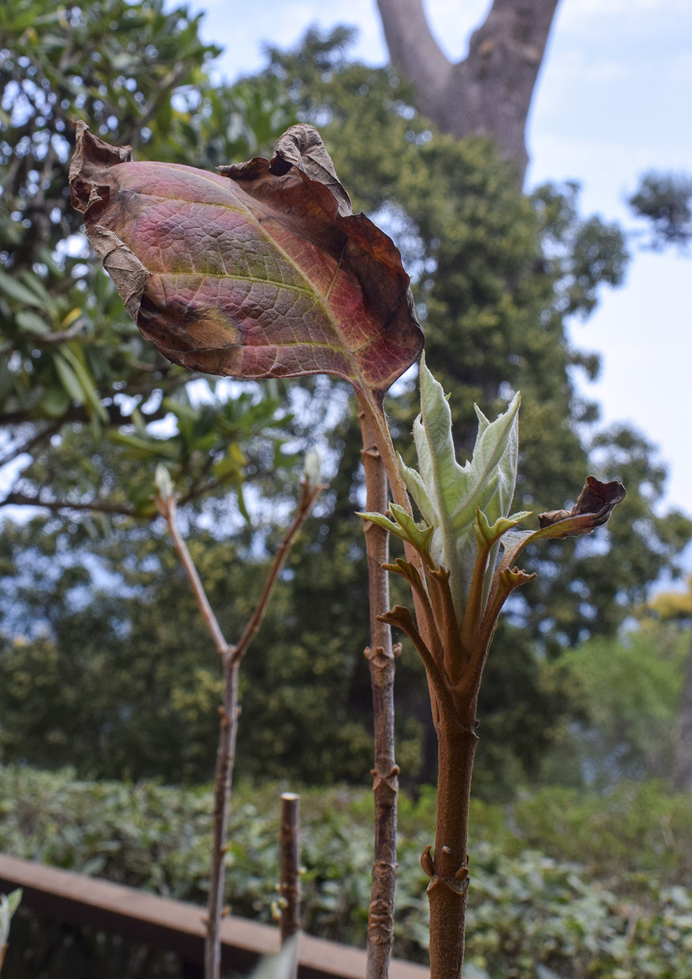 Image of Hydrangea quercifolia specimen.