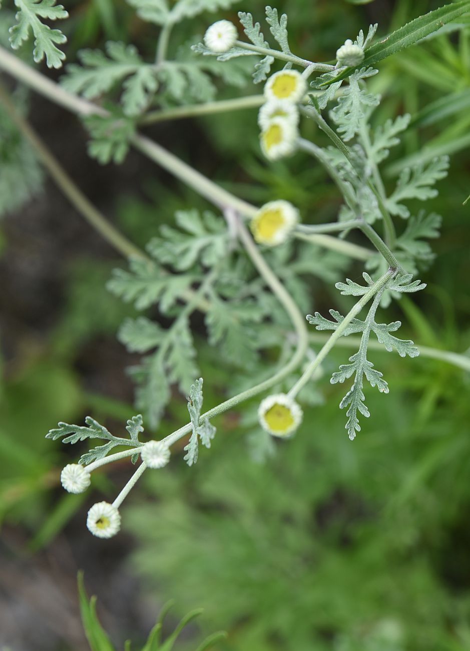 Изображение особи Pyrethrum demetrii.