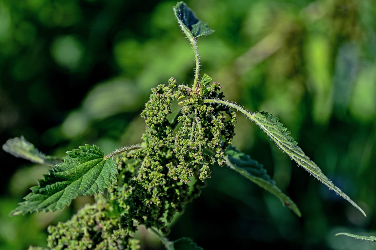 Image of Urtica dioica specimen.