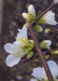 Chaenomeles speciosa. Часть ветви с повреждёнными цветками и бутонами ('Nivalis'). Испания, автономное сообщество Каталония, пров. Жирона, комарка Баш Эмпорда, муниципалитет Калонже, городское озеленение. 02.02.2025.