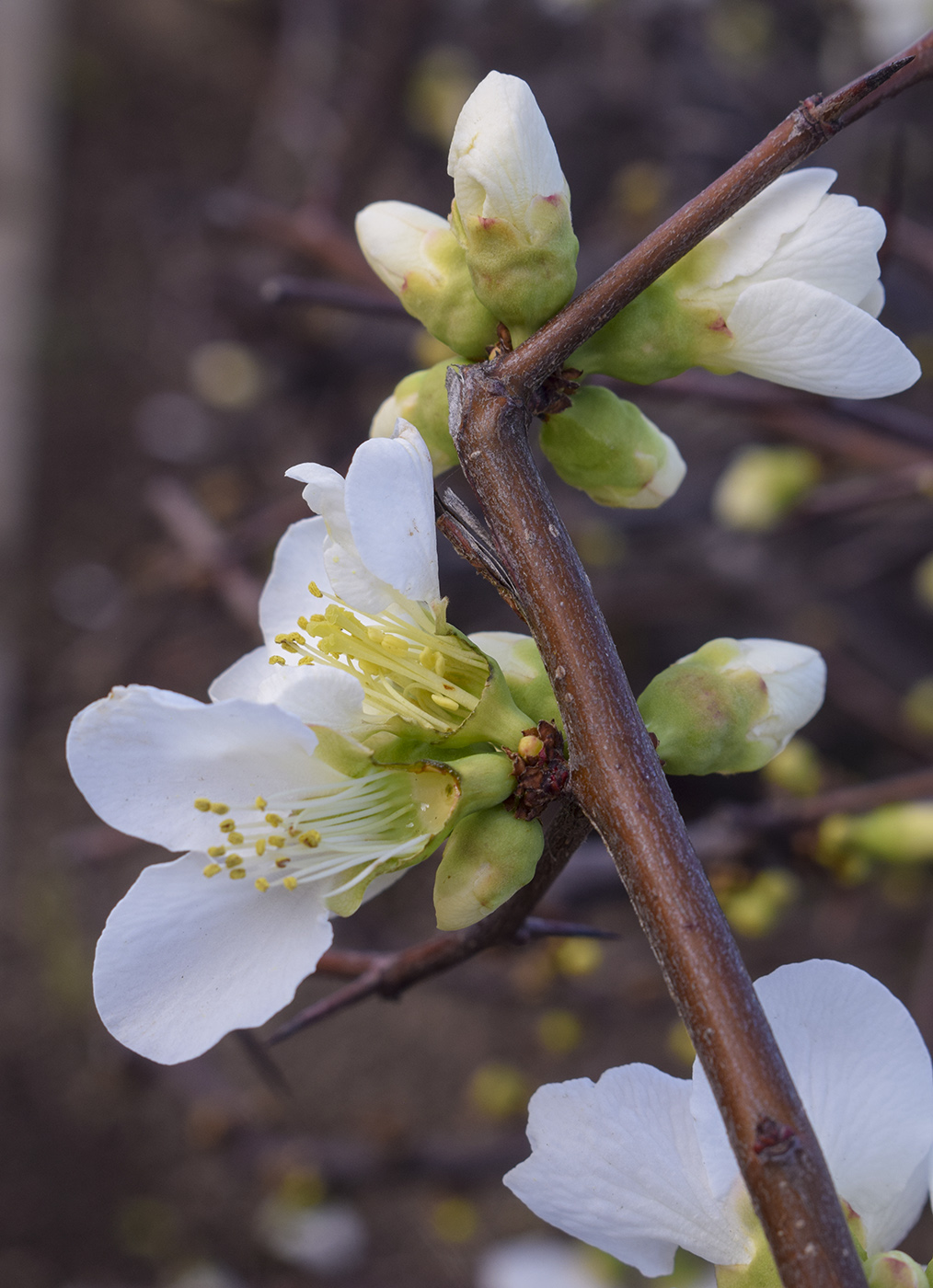 Изображение особи Chaenomeles speciosa.