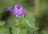 Geranium molle. Цветок и фрагмент листа. Испания, автономное сообщество Каталония, пров. Жирона, комарка Баш Эмпорда, муниципалитет Калонже, кромка залежи. 14.02.2025.