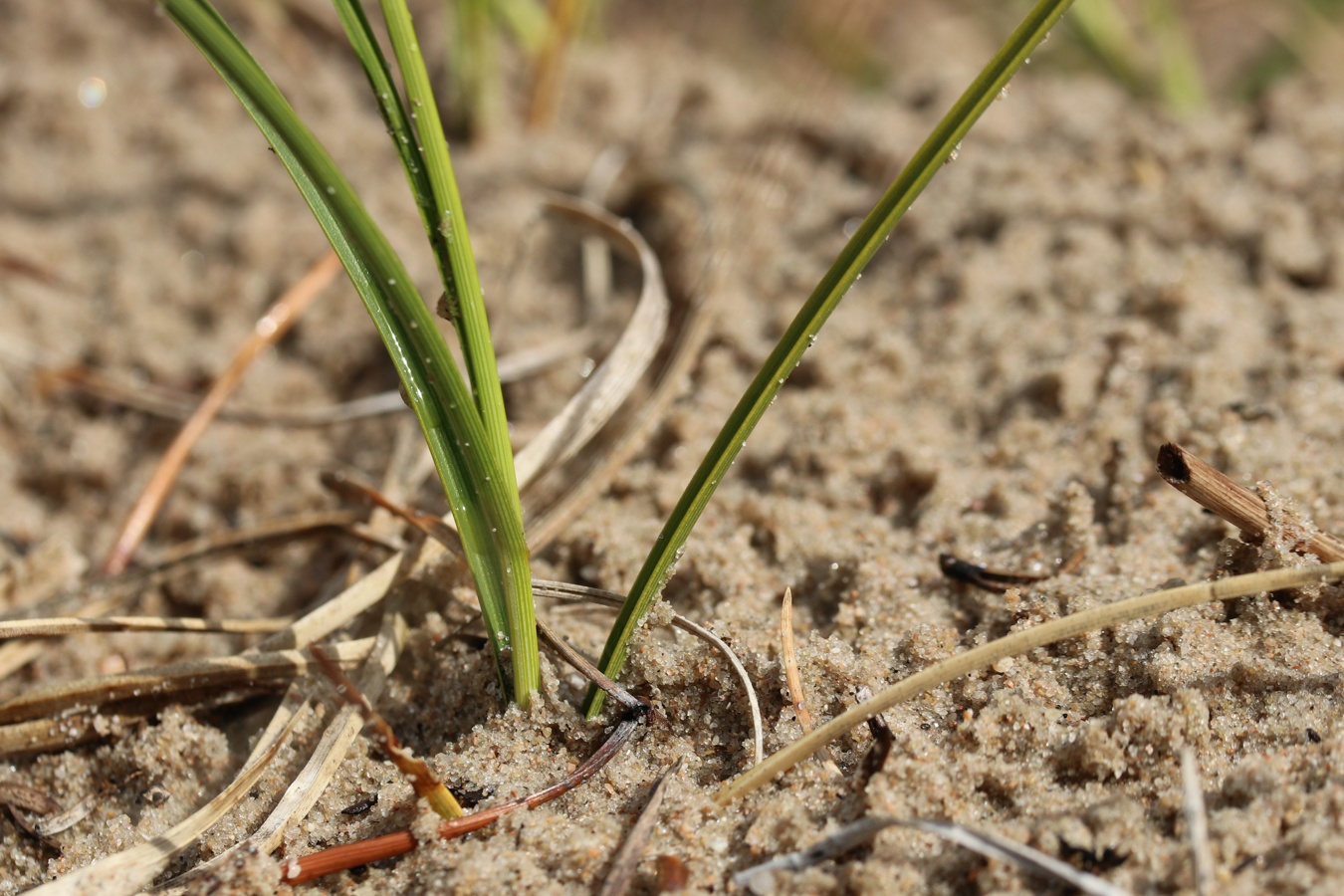 Изображение особи Carex arenaria.