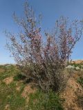 Amygdalus spinosissima