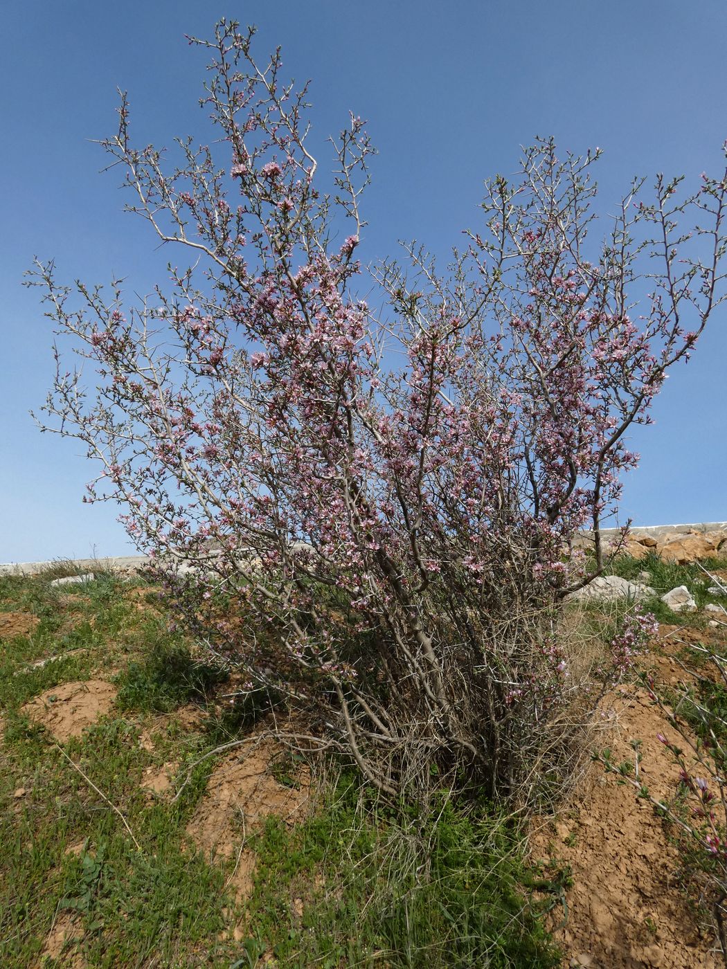 Image of Amygdalus spinosissima specimen.