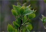 Смотреть изображение Hydrangea paniculata