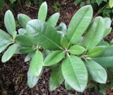 View full-size image Rhododendron vernicosum