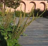 Смотреть изображение род Verbascum