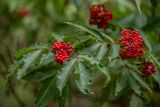 View full-size image Sambucus racemosa