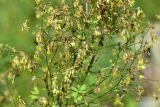 View full-size image Thalictrum simplex