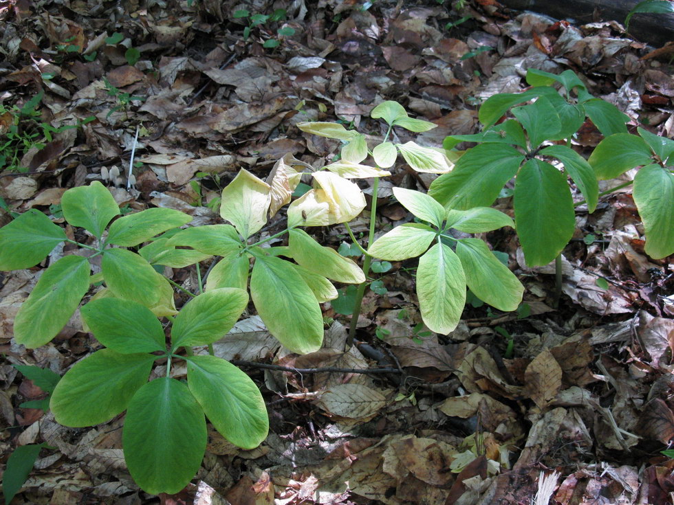 Image of Gymnospermium smirnowii specimen.