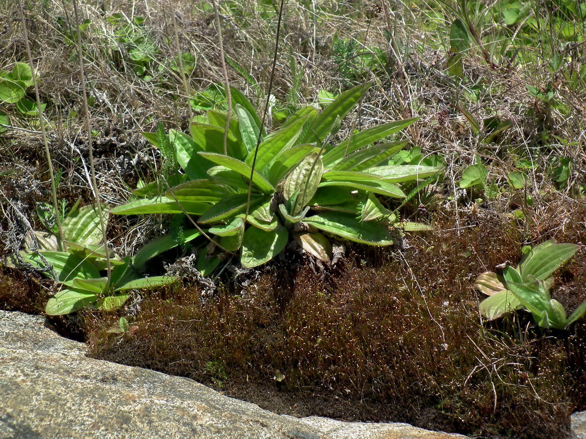 Image of Plantago media specimen.