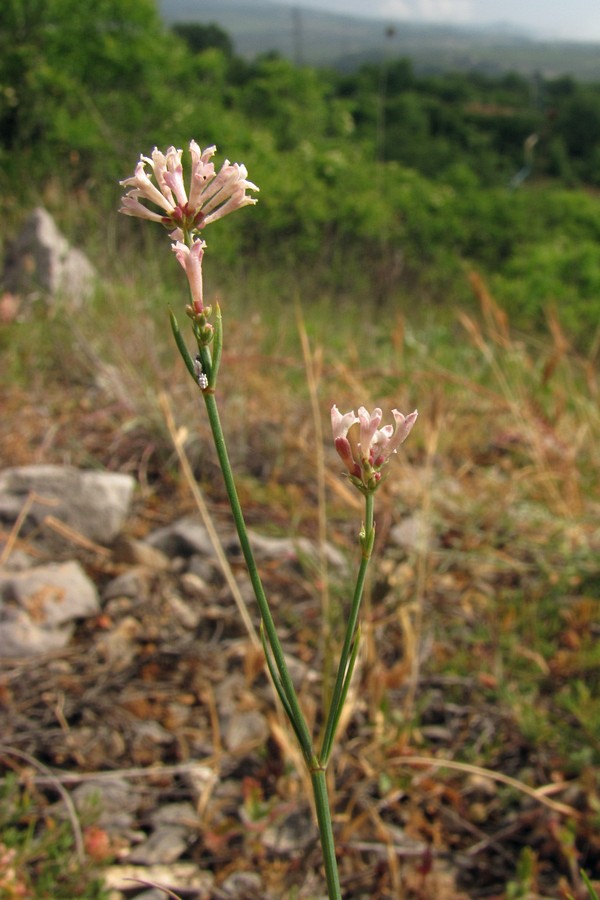 Image of Asperula tenella specimen.