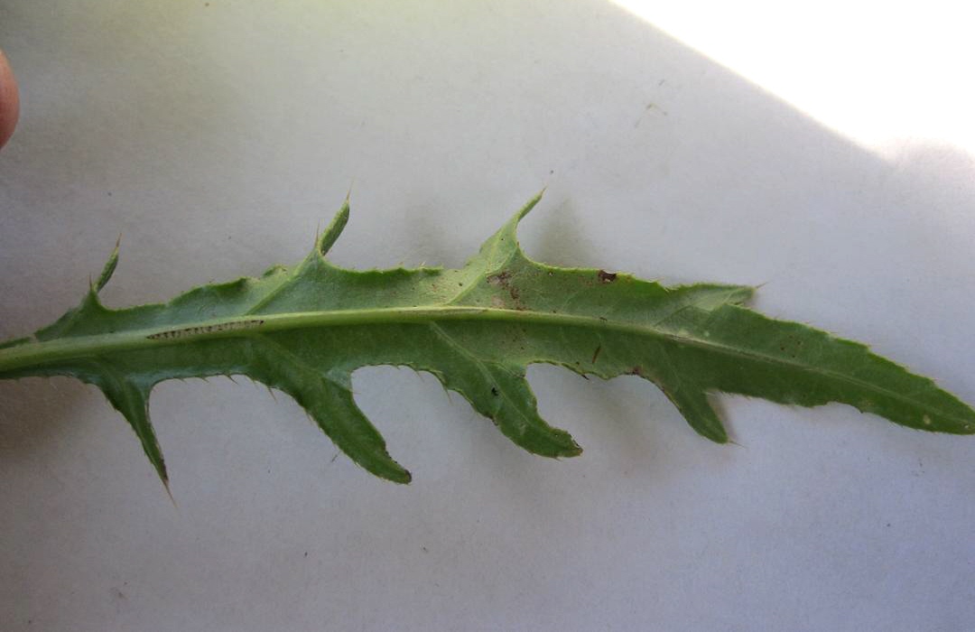 Image of Cirsium setosum var. mite specimen.