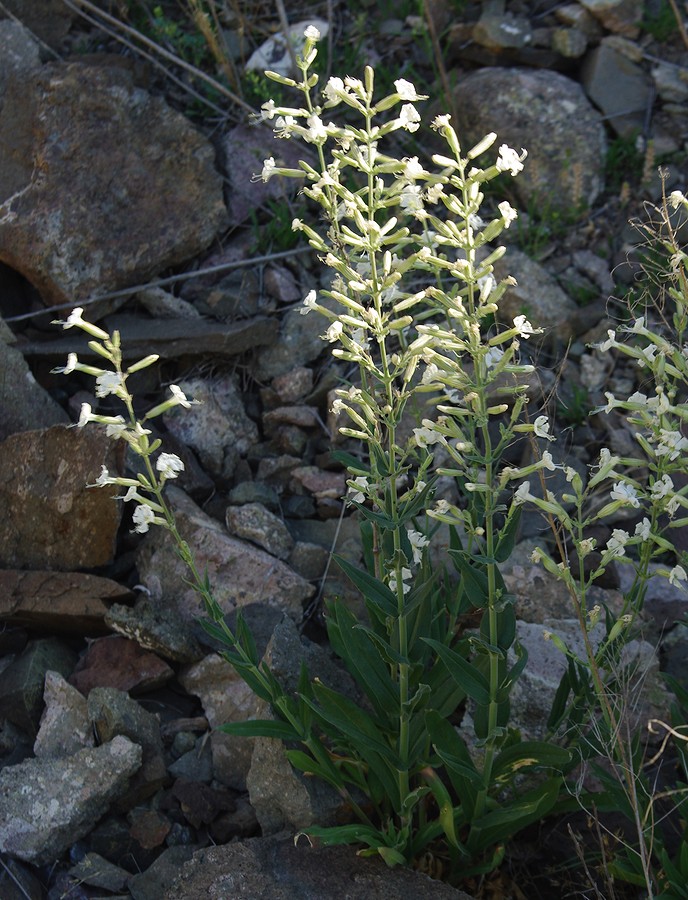 Изображение особи Silene viscosa.