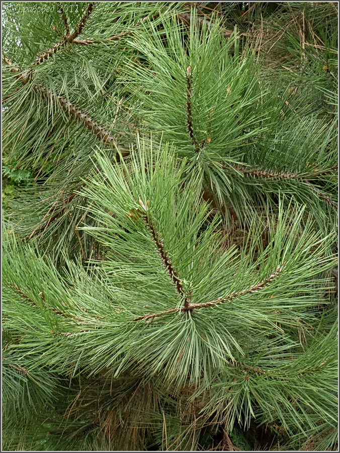 Изображение особи род Pinus.