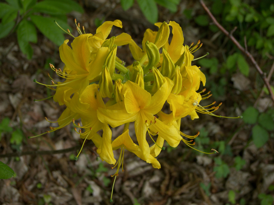 Image of Rhododendron luteum specimen.