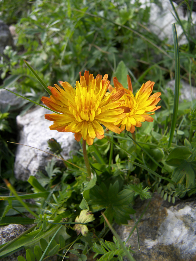 Image of genus Taraxacum specimen.