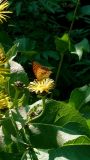 Inula helenium