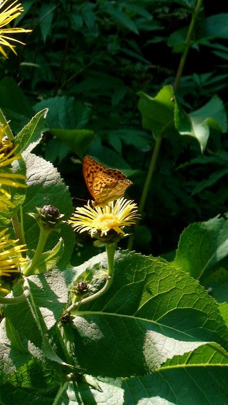 Image of Inula helenium specimen.