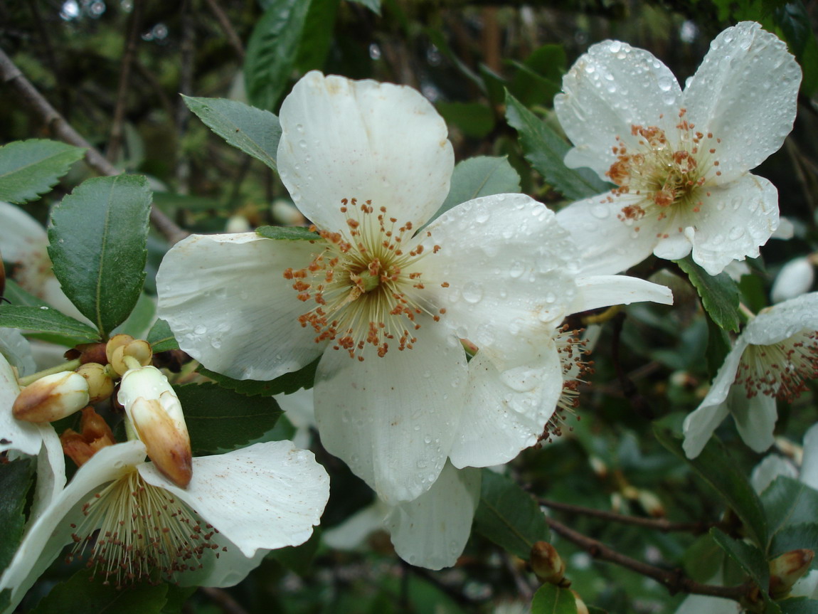 Image of Eucryphia cordifolia specimen.