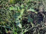 Datura stramonium