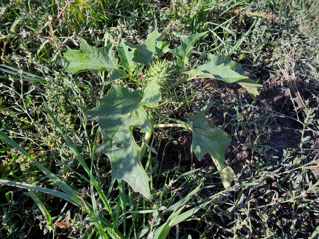 Изображение особи Datura stramonium.